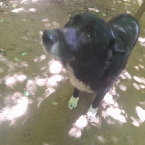 Lupo 5 anni (nato a Settembre 2020)  Razza: meticcio  Taglia: Media Carattere: dolcissimo, buono e socievole Foto 3